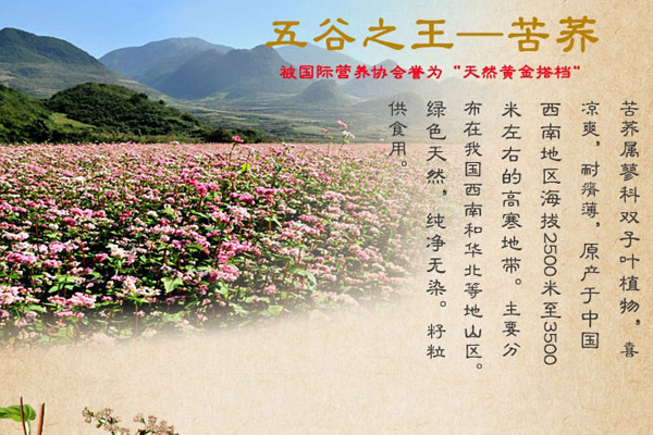 龍鳳金苦蕎茶